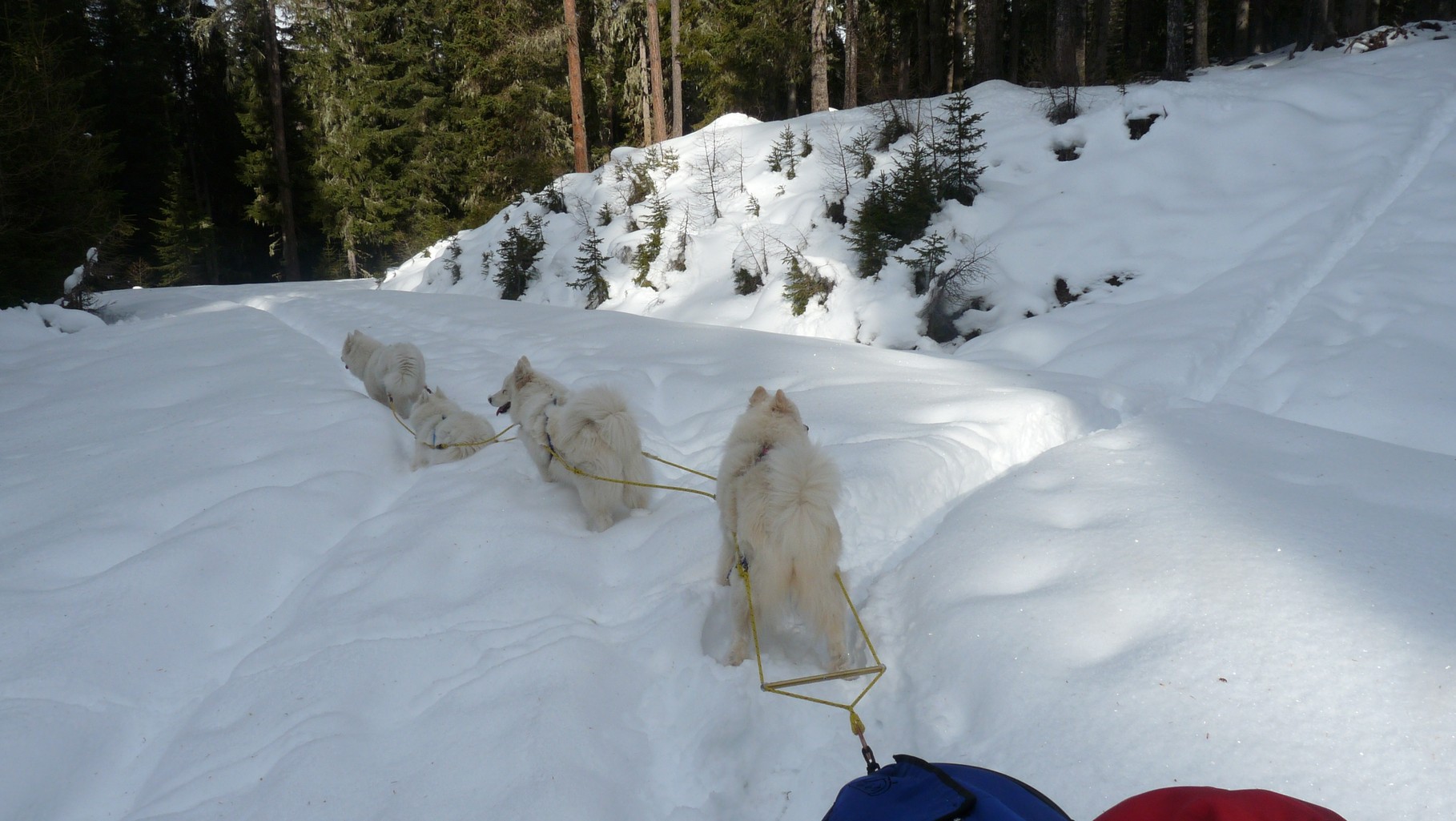 und da hatten wir wirklich weichen Tiefschnee und eine klitzekleine Schispur