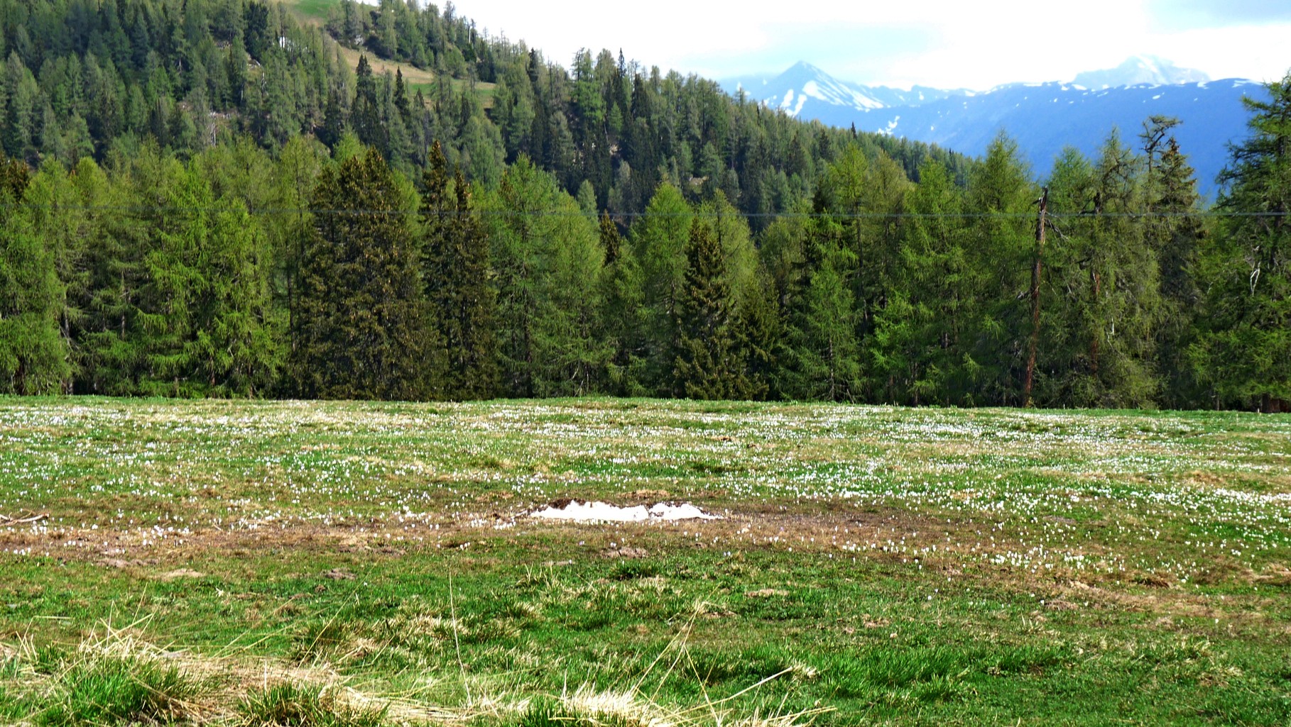 das sind alles Krokusse - 