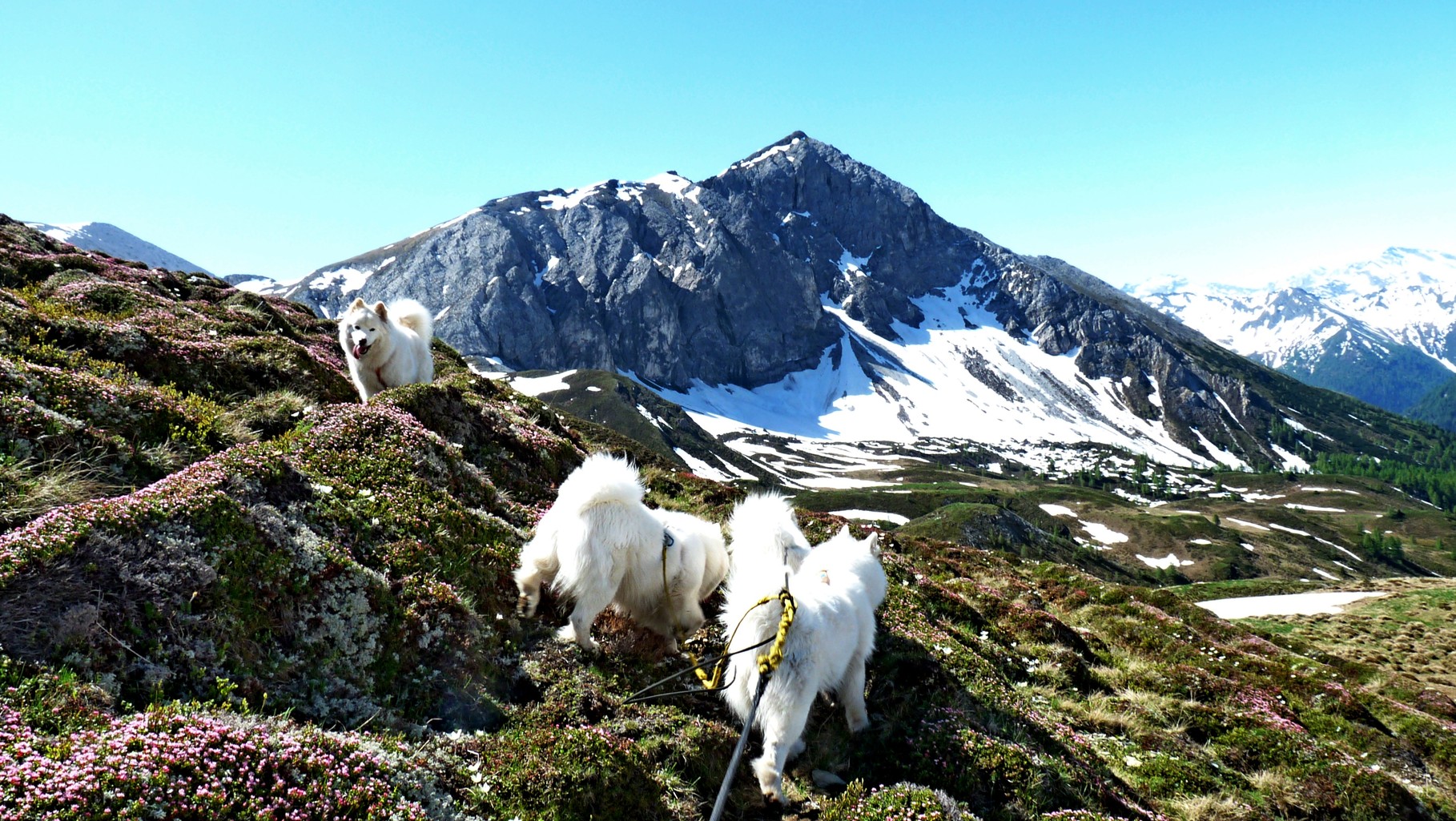 die Zwillingswand 