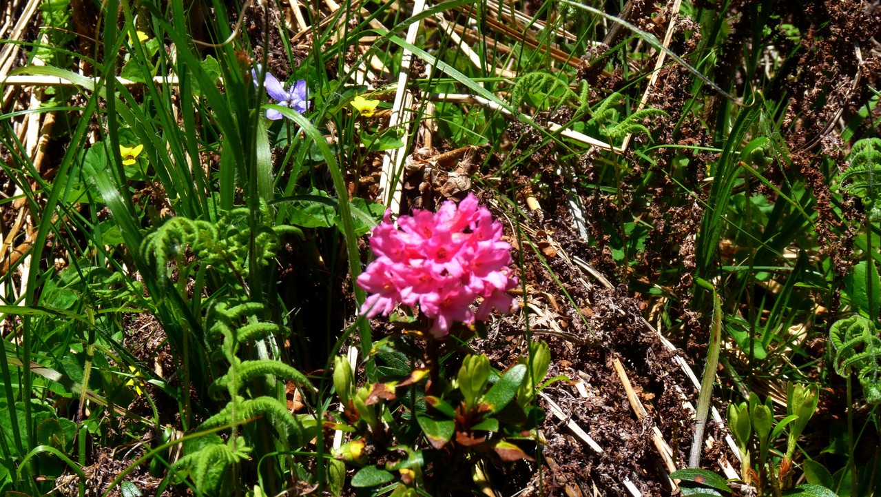 auch hier beginnt langsam die Almrosenblüte