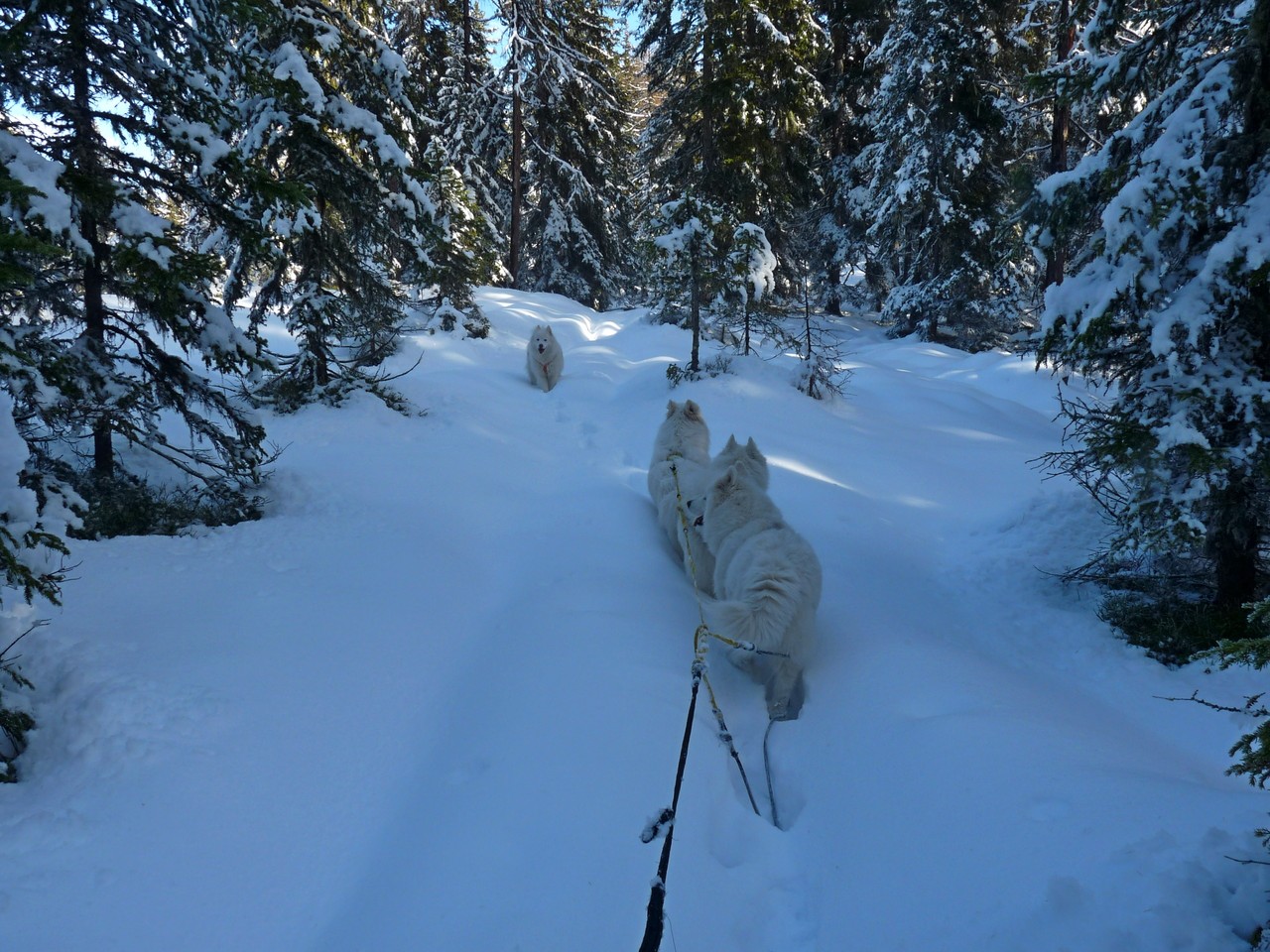 keiner geht freiwillig im Tiefschnee :-)
