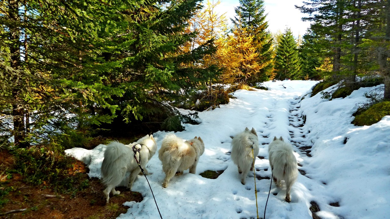 teilweise winterlich der Weg
