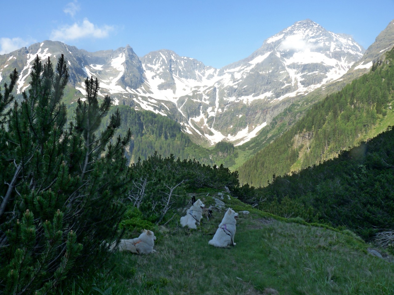 und immer wieder gibt es bei den Pausen den Ausblick zum mächtigen Hochgolling
