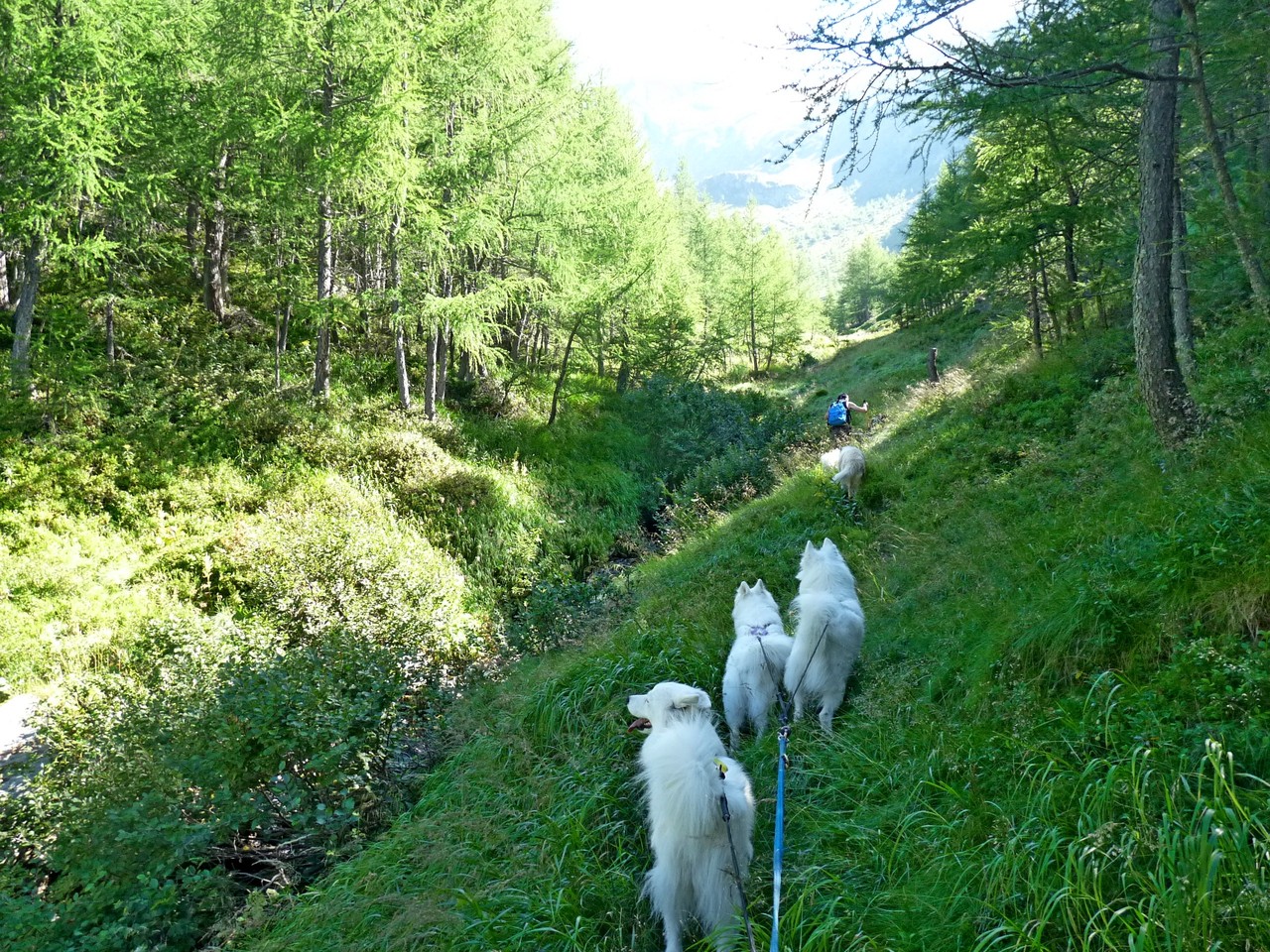 und weiter gehts, im wahrsten Sinn über Stock und Stein