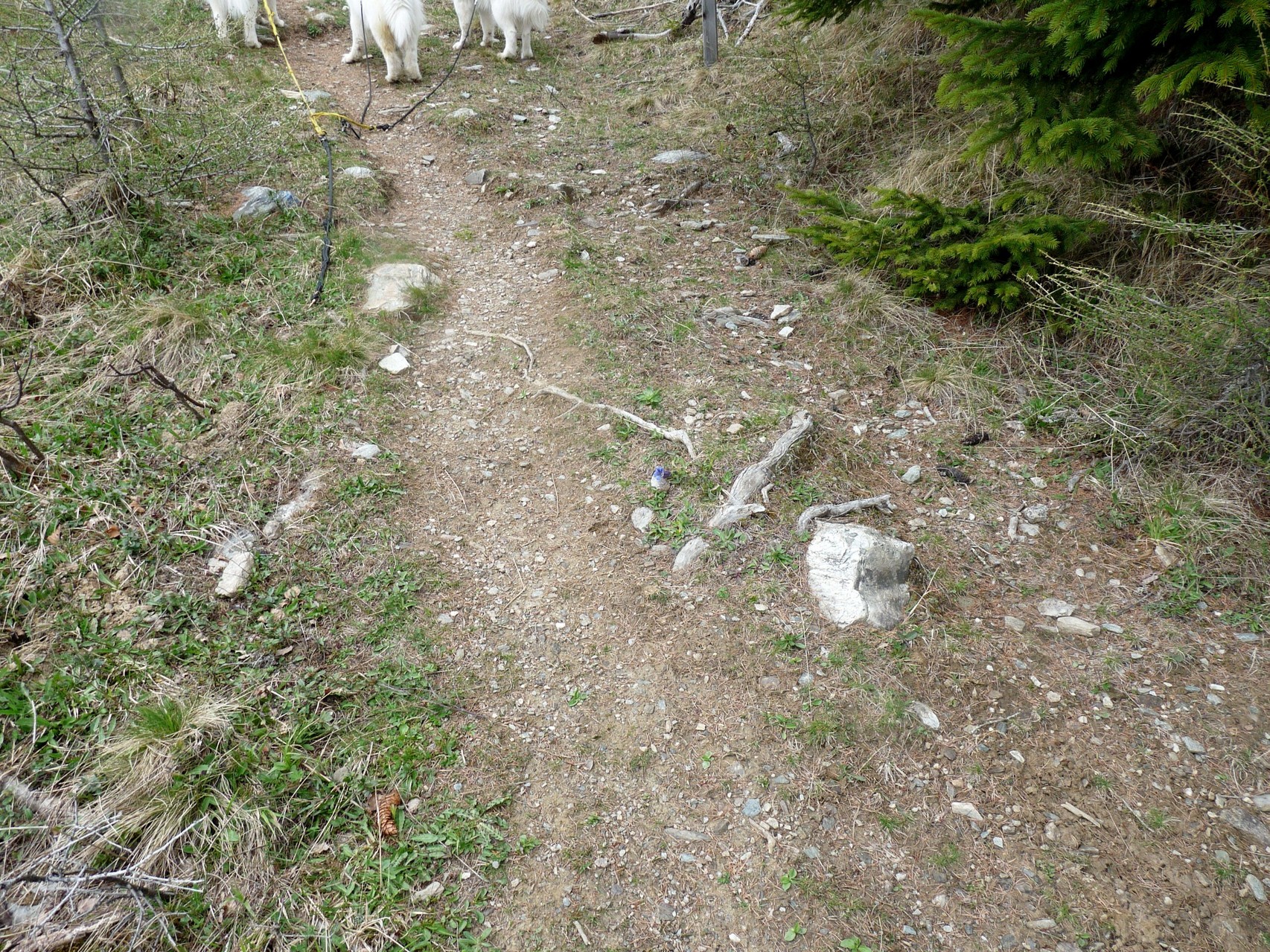 nanu, was ist denn da mitten auf dem Weg