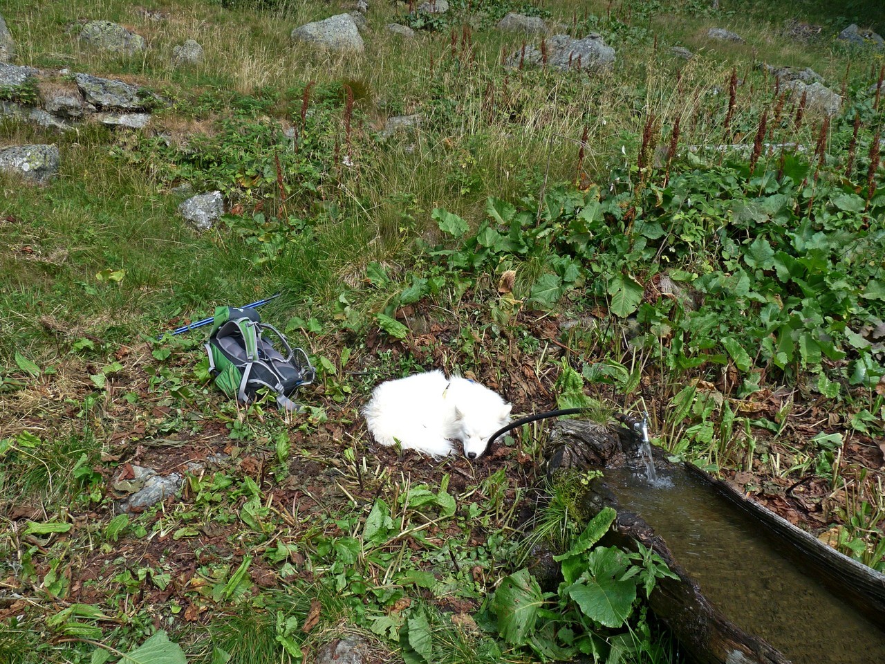 oh, wo kommt denn der kleine Polarfuchs her? Dena ist müde