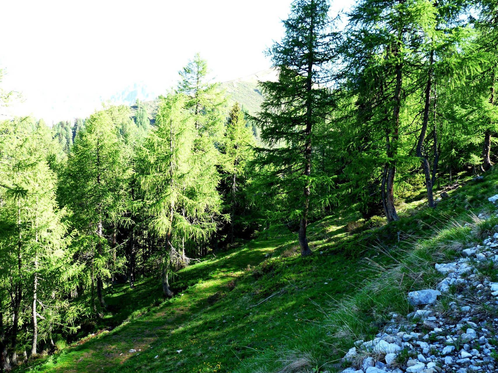 saftiges grün da heroben