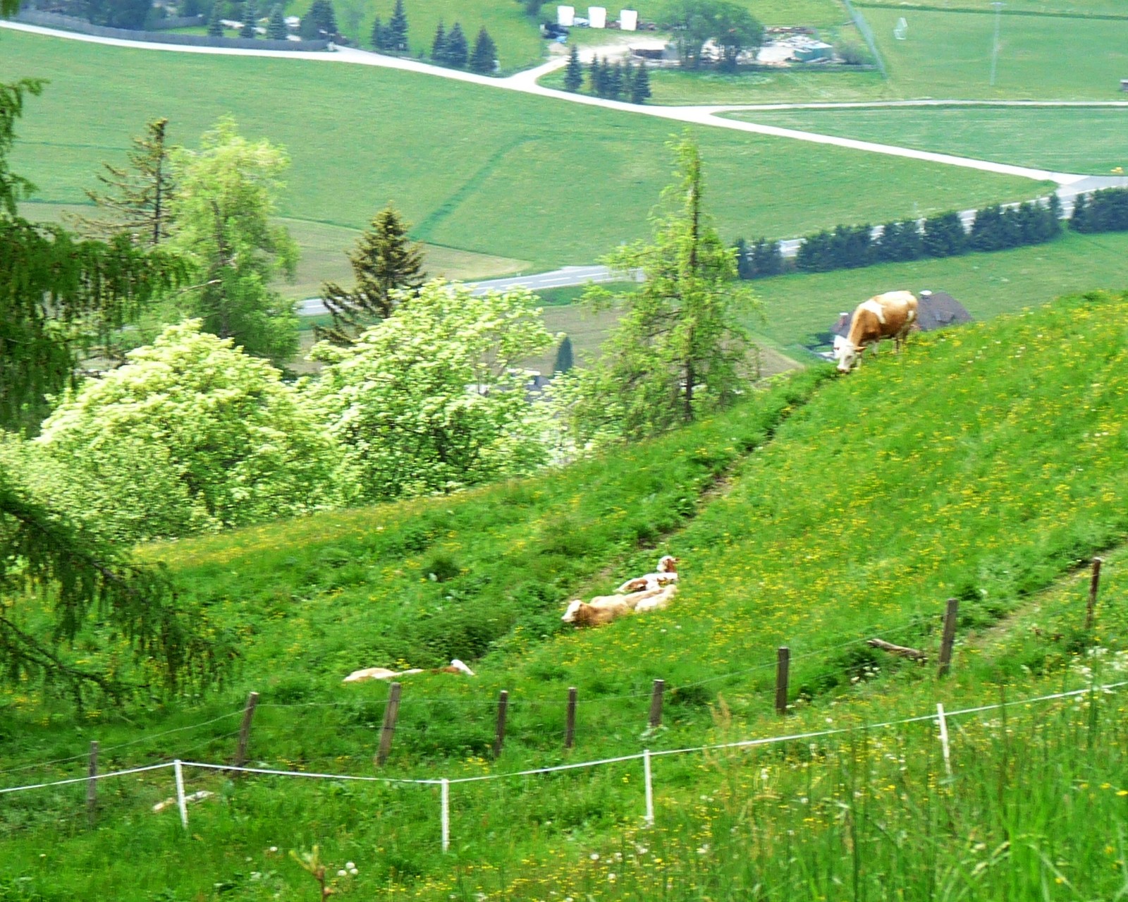 noch ein bißchen Almidylle